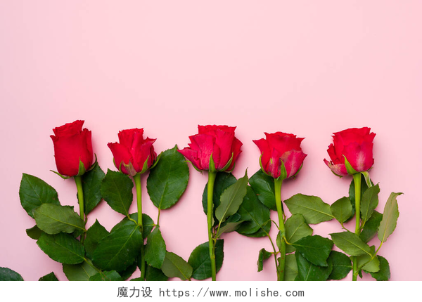 粉色背景墙前的玫瑰花粉色背景图上的一束玫瑰